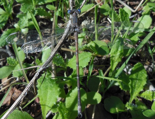 Archilestes californicus