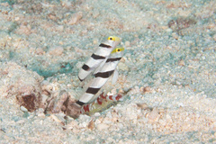 Stonogobiops xanthorhinicus