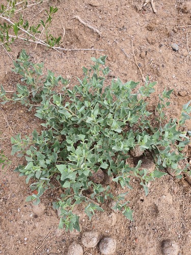 Atriplex sibirica, photograph 5