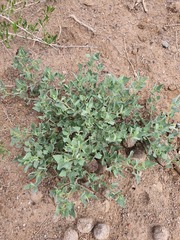 Atriplex sibirica, photograph (c) Urgamal Magsar, some rights reserved (CC BY)