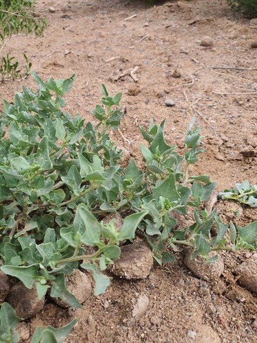 Atriplex sibirica, photograph 4