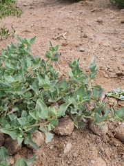 Atriplex sibirica, photograph (c) Urgamal Magsar, some rights reserved (CC BY)