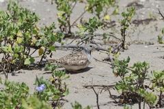 Thinocorus rumicivorus