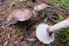 Suillus serotinus