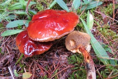 Suillus glandulosus