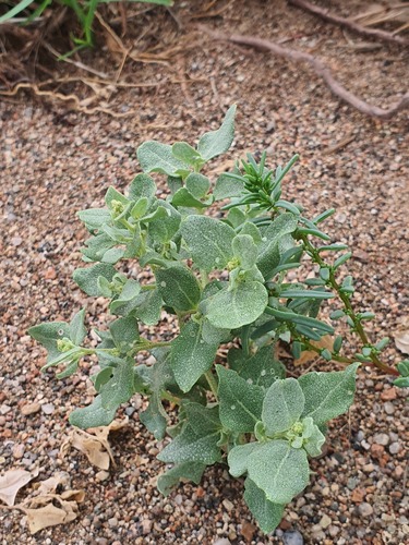 Atriplex sibirica, photograph 2
