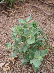 Atriplex sibirica, photograph (c) Urgamal Magsar, some rights reserved (CC BY)