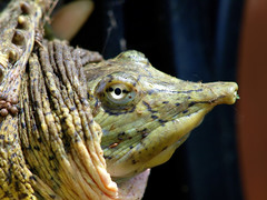 Apalone spinifera pallida