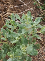 Atriplex sibirica, photograph (c) Urgamal Magsar, some rights reserved (CC BY)