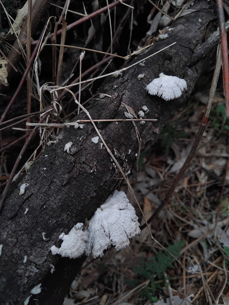 Schizophyllum commune · August 2025 · photo: © sofiazed1 (iNaturalist, cc-by)