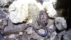 Pseudoeurycea mixteca