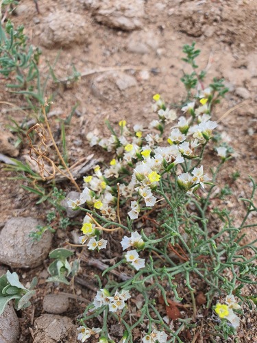 Limonium bicolor, photograph 4