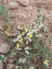 Limonium bicolor, photograph (c) Urgamal Magsar, some rights reserved (CC BY)
