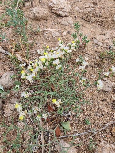Limonium bicolor, photograph 5