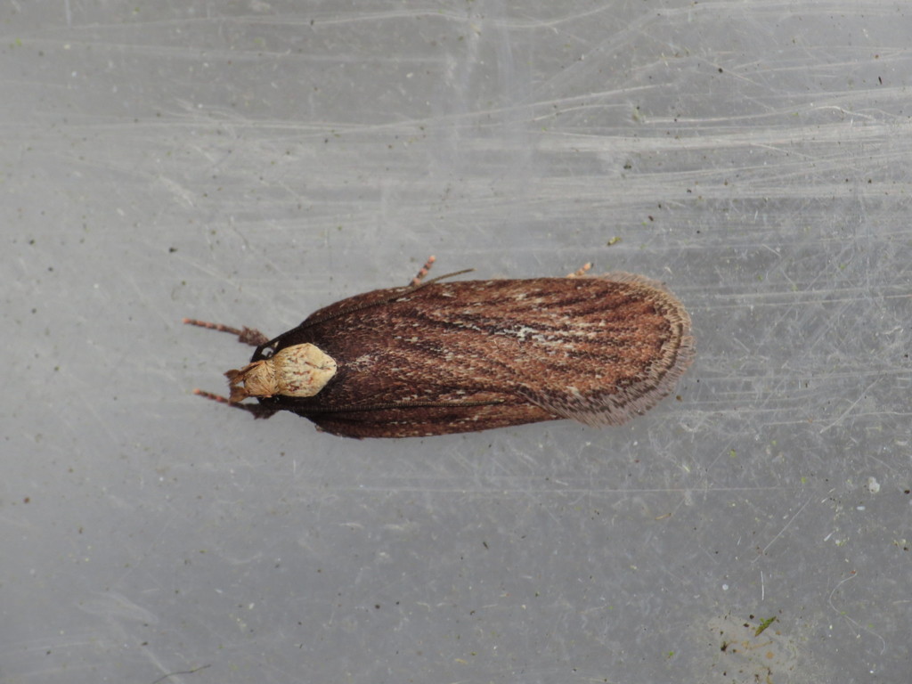 Depressaria emeritella