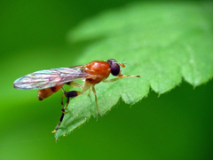 Sphegina