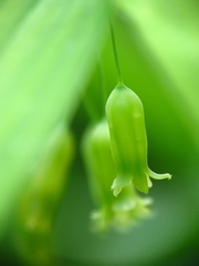 Polygonatum pubescens