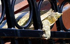 Apalone spinifera pallida