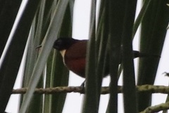 Chalcomitra adelberti