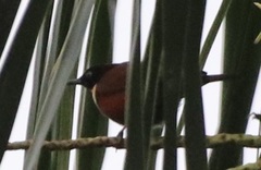 Chalcomitra adelberti