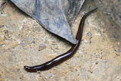 Australopacifica sowerbyi