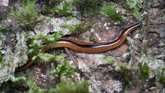 Australopacifica willeyi