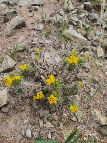 Arnebia guttata