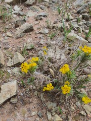 Arnebia guttata, photograph Urgamal Magsar, CC BY, iNaturalist via GBIF