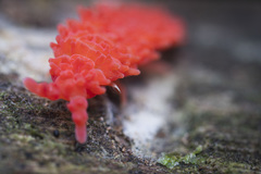 Caledonimeria mirabilis