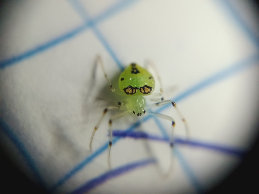 Testudinaria gravatai
