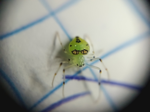 Testudinaria gravatai