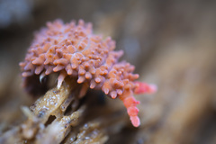 Caledonimeria mirabilis