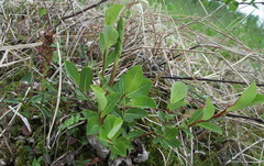 Salix fuscescens