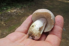 Russula modesta