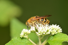 Megacampsomeris prismatica