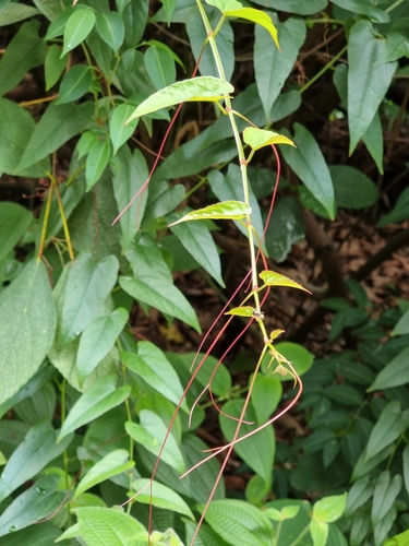 Cissus hastata, photograph 3
