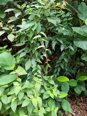 Cissus hastata, photograph (c) Brandon Seah, some rights reserved (CC BY)