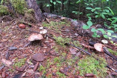 Suillus serotinus
