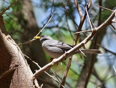 Xenospingus concolor