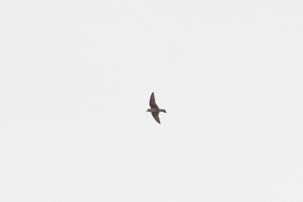 Peruvian Martin Peruvian Martin in December 2015 by Thibaud Aronson. Not sure about ...