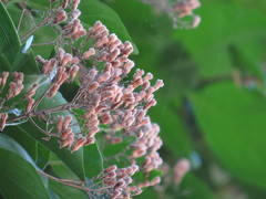 Glossocarya hemiderma