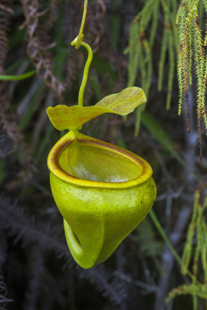 Nepenthes undulatifolia Jebb & Cheek