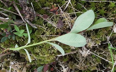 Salix fuscescens