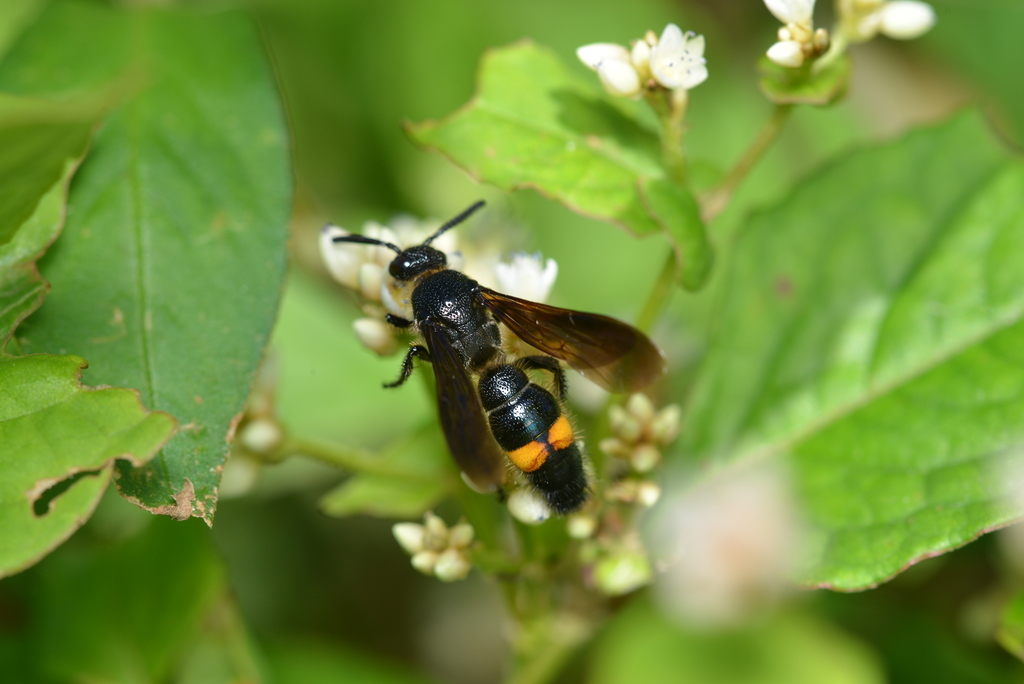 Yellow-banded Scoliid Wasp