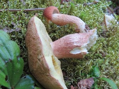 Boletus subcaerulescens