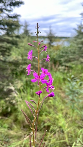 fireweed