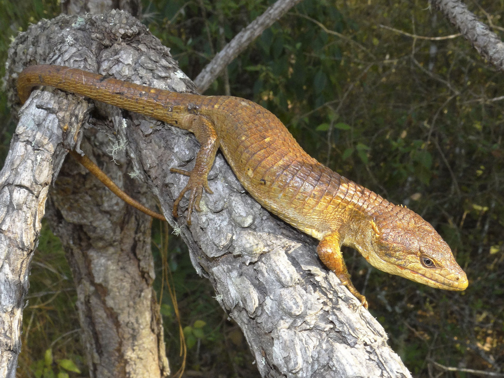 Northern Chiapas Arboreal Alligator Lizard