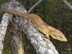 Northern Chiapas Arboreal Alligator Lizard photo 1