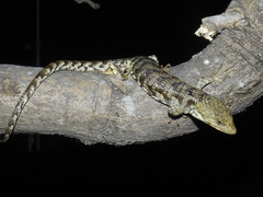 Northern Chiapas Arboreal Alligator Lizard photo 3