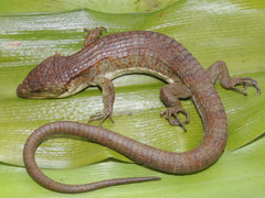 Northern Chiapas Arboreal Alligator Lizard photo 2